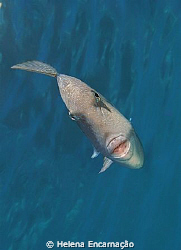 Triggerfish (Balistes capriscus). by Helena Encarnação 